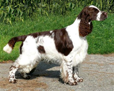 About pets: English Springer Spaniel