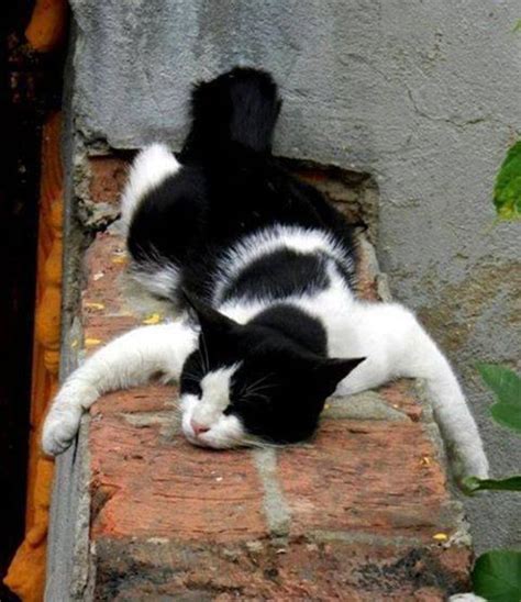 25 Hilarious Cats Who Sleep In The Craziest Positions And Places