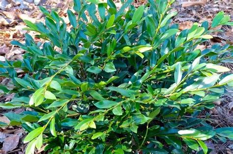 Evergreen Shrubs For Shade Top 17 Choices Plantingtree