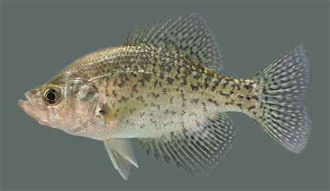 Black Crappie Kentucky Department Of Fish And Wildlife