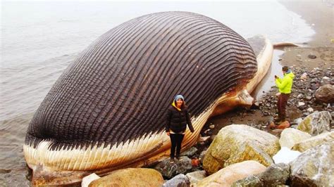 Top 10 Biggest Sea Creatures Caught On Camera