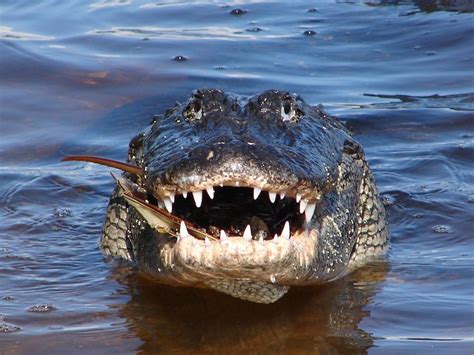alligators vs crocodiles photos reveal who s who live science