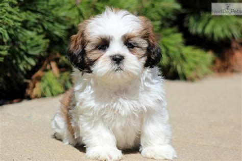 Shih Tzu Puppy For Sale Near Lancaster Pennsylvania 2c5b8e3b D351
