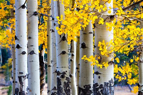 Heres Whats Killing Your Aspens Colorado Home And Garden
