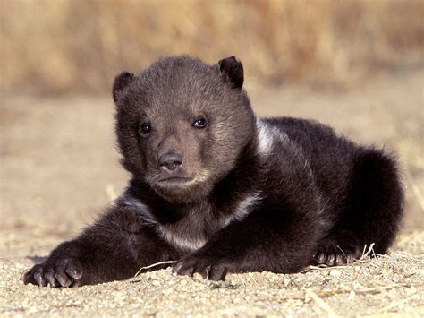 Baby Bear About Animals