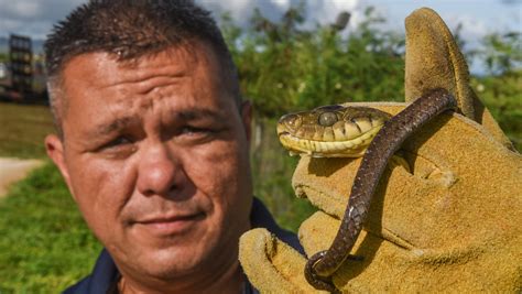 Aiming To Eradicate Brown Tree Snakes