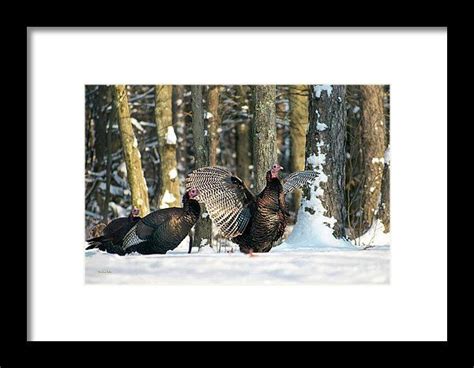 wild turkey framed print by christina rollo framed prints framed art prints frame