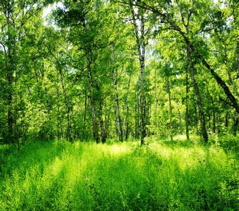 Birch Forest On A Sunny Day Green Woods In Summer Stock Image Image