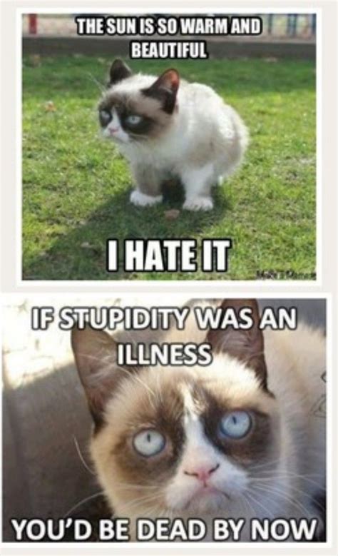 Grumpy Cat Quotes Funny Grumpy Cat Memes Cat Jokes Funny Cute Cats