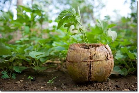 Coconut coir is made from coconut husks, which is the byproduct of coconut fruits. 22 Creative Ideas for Maintaining a Garden while Living in ...