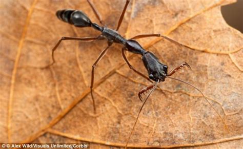 Venomous Ant With Giant Jaws Spreading Across The Us