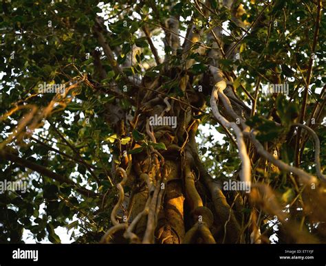 Neem Tree Roots India Asia Stock Photo Alamy