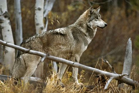 Meet The Wolf Living With Wolves