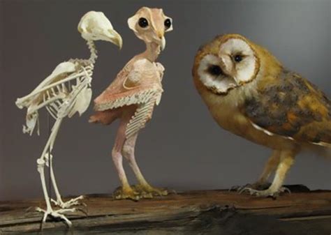 Barn Owl Without Feathers