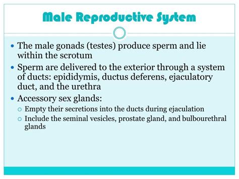 Ppt Male Reproductive System Powerpoint Presentation Free Download Id