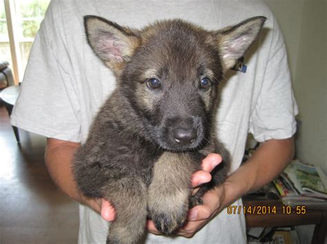 Trained German Shepherd Puppy For Sale Rudi Vom Zauberberg