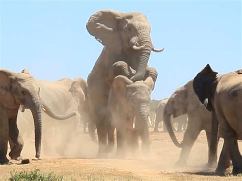 video elephants making more elephants in addo africa geographic