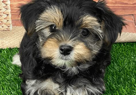 Morkie Puppies For Sale Near Me Central Park Puppies
