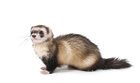 Facts About Weasels Weasel Facts Havahart