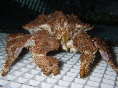 The Different Types Of King Crabs