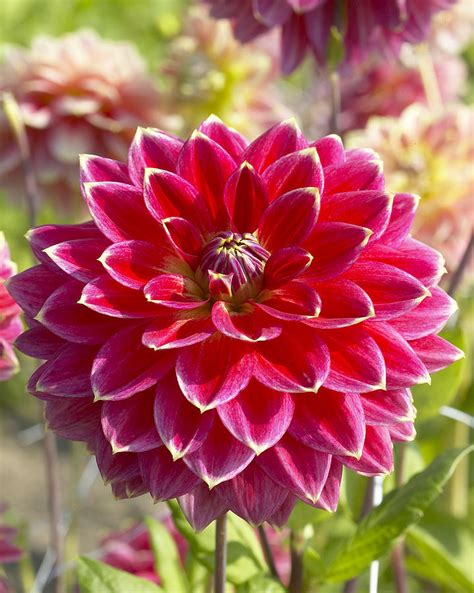 Dahlia Dahlia Sp Optimist Variety Flower Photograph By Visionspictures