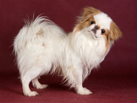 Japanese Chin Mix Puppies For Sale