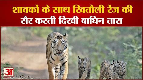 Katni Tigress Tara Seen With Three Cubs In Khitauli Range Exciting