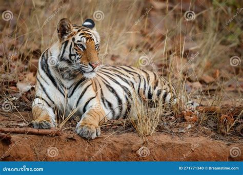 Bengal Tiger In Bandhavgarh National Park In India Stock Photo Image