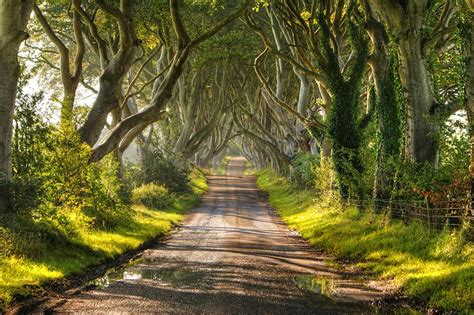 20 Magical Tree Tunnels You Should Definitely Take A Walk Through