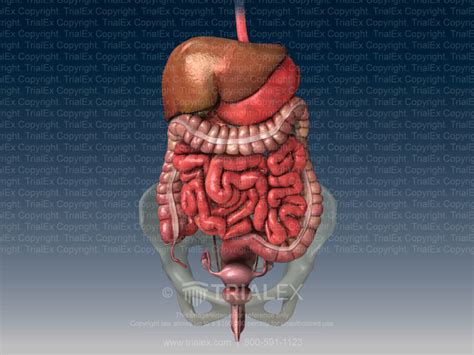 Normal Abdominal Organs Anatomy Trial Exhibits Inc