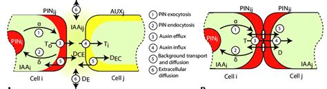 Processes Underlying Cellular Level Models Of Polar Auxin Transport