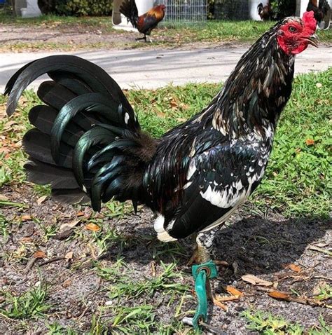 Hennie Mcrae Rooster Breeds Game Fowl Fighting Rooster