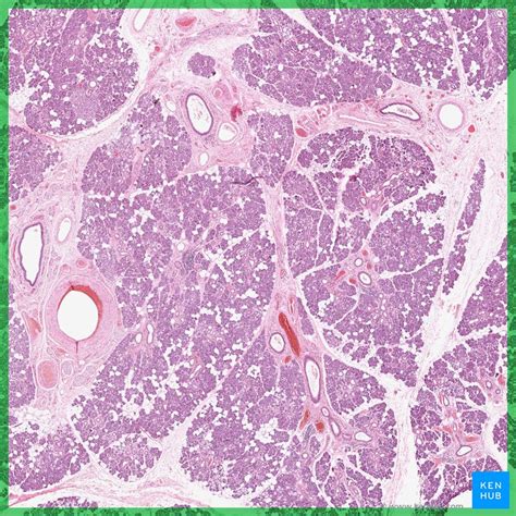 Salivary Gland Histology Submandibular Gland Histology Slide My Xxx