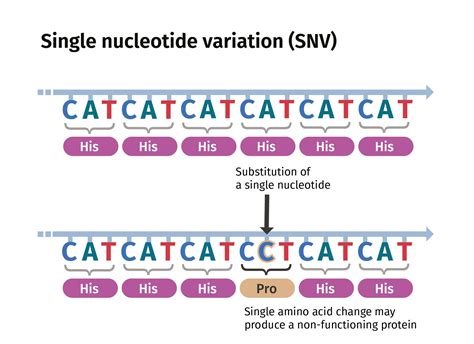 Types Of Dna Variant Small Variants Garvan Institute Of Medical Research Medical Research