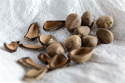 Close Up Of Seeds Of Murumuru A Species Of Amazon Nuts Used In The
