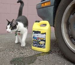 Antifreeze poisoning occurs when an animal ingests one or more of the active ingredients in antifreeze (ethylene glycol, propylene glycol or other symptoms may include lack of appetite, vomiting, drop in body temperature, and an increase in drinking and urination. Antifreeze Poisoning in Pets﻿ | PetFirst Pet Insurance