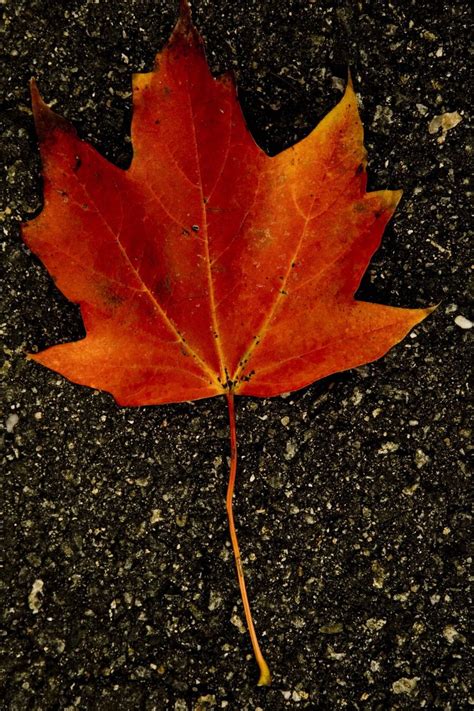 Autumn Leaf 1 Free Photo Download Freeimages