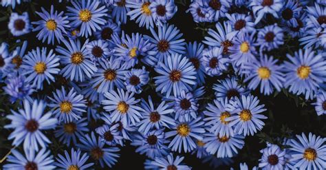 Blue Petaled Flowers · Free Stock Photo