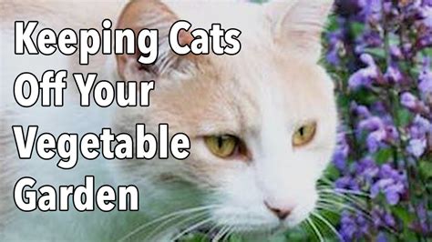 Cats don't like surfaces that feel tangly or wobbly. Keeping Cats Off Your Vegetable Garden - YouTube