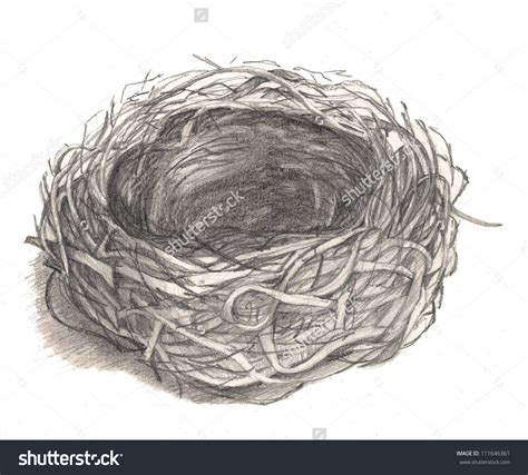 Bird Nest Drawing At Explore Collection Of Bird