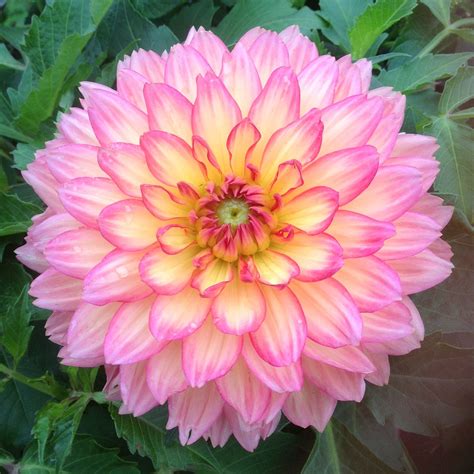 Most Beautiful Dahlias Dahlia Dahlia Flowers Garden