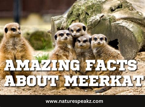 Amazing Facts About Meerkat Meerkat Facts Nature Speakz