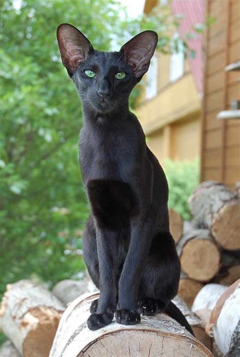 oriental shorthair   exotic cat   house  pictures proving