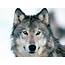 Too Many Reasons – Act Now For Wolves