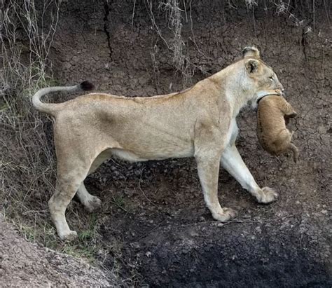 Watch Lioness Saving Her Tiny Cub From Plunging Into Watering Hole