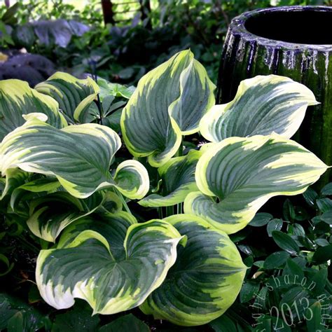 Giant Hosta Leaves With Pot Container Gardening Shade Giant Hosta