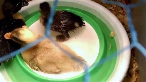 A bath hat shields your baby's face during bath time—that way, when you wash their hair, the water rolls backward rather than onto their face. Baby ducks water bath - YouTube