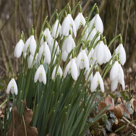 Double Snowdrop Wildflower Bulbs Uk Native Wildflower Bulbs John