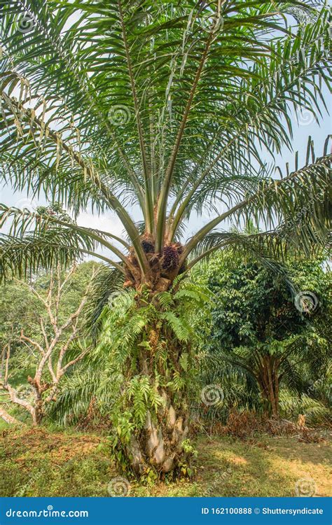 Matured Oil Palm Tree With Healthy Fronds And Trunk In The Open Field