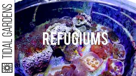 Refugium Reef Aquarium Complete Insight Tank Facts